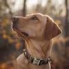imagePersonalized Dog Collar with Name and Phone Number EngravedAdjustable Custom Puppy CollarOrganic Cotton Pet Collar for Small Medium Large Boy Girl DogsCamo