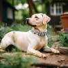imagePersonalized Dog Collar with Name and Phone Number EngravedAdjustable Custom Puppy CollarOrganic Cotton Pet Collar for Small Medium Large Boy Girl DogsBouquet Blue