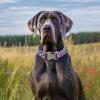 imagePersonalized Dog Collar with Name and Phone Number EngravedAdjustable Custom Puppy CollarOrganic Cotton Pet Collar for Small Medium Large Boy Girl DogsStars and Stripes